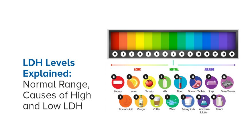 LDH Levels Explained: Normal Range, Causes of High and Low LDH